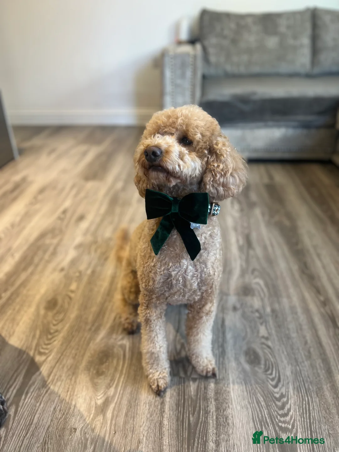 Miniature Poodle dogs for stud: KC Registered miniature poodle stud  - Advert 3