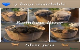 Shar Pei dogs for sale: Shar pei pups 🐶 Rainbow 🌈 litter  - Image 2