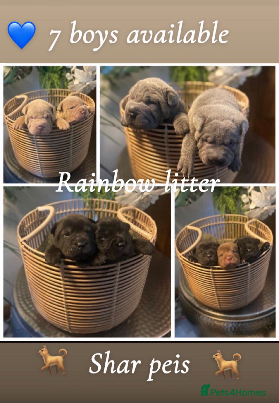 Shar Pei dogs for sale: Shar pei pups 🐶 Rainbow 🌈 litter  - Image 2