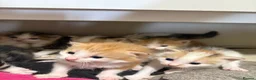 Mixed Breed cats for sale: Beautiful kittens - Advert 3