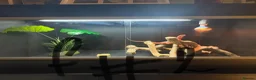 Bearded Dragon reptiles for sale: 3 bearded dragons  - Advert 8