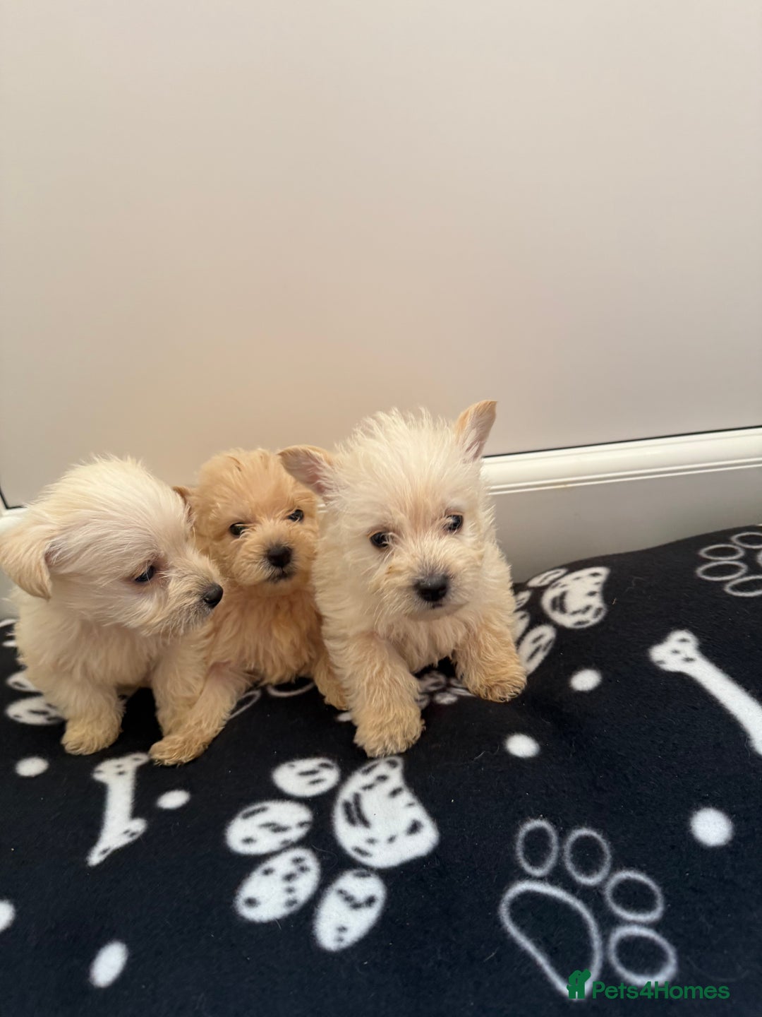 West Highland Terrier dogs for sale: DNA health tested Westie-poos  - Image 24