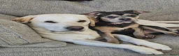 Labrador Retriever dogs for stud: 2 year old Labrador STUD  in Preston - Advert 9