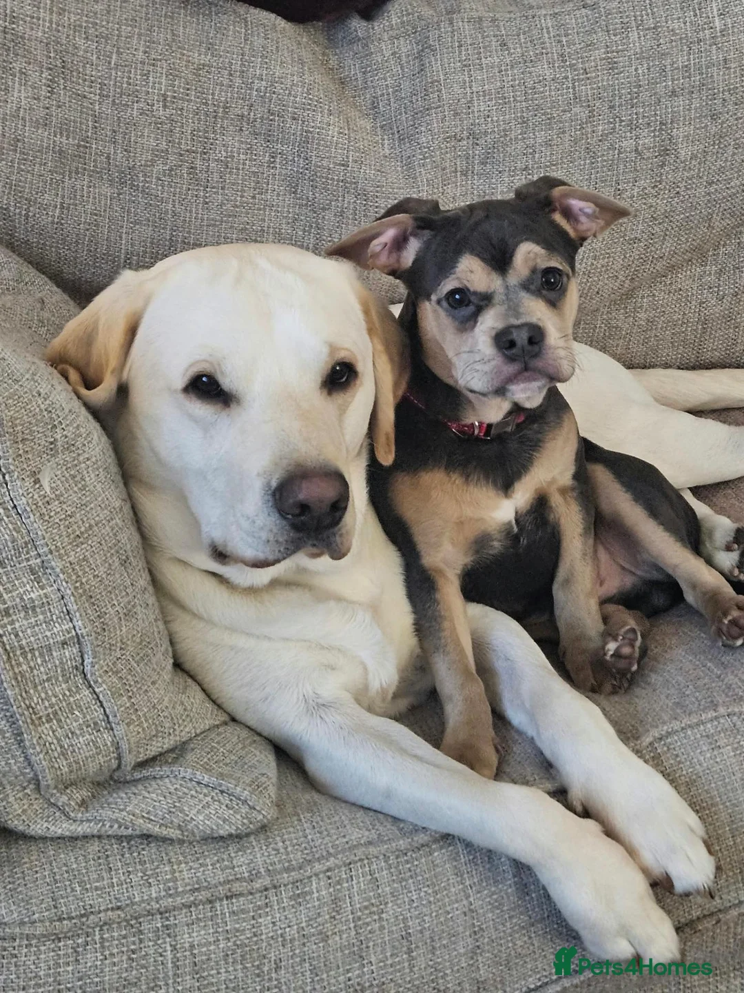Labrador Retriever dogs for stud: 2 year old Labrador STUD  in Preston - Advert 9