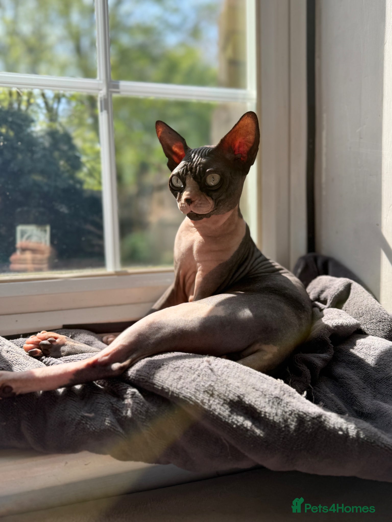 Sphynx cats Breeding Male Sphynx Cat – Diablo, Active  - Advert 1