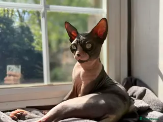 Sphynx cats Breeding Male Sphynx Cat – Diablo, Active - Advert 1