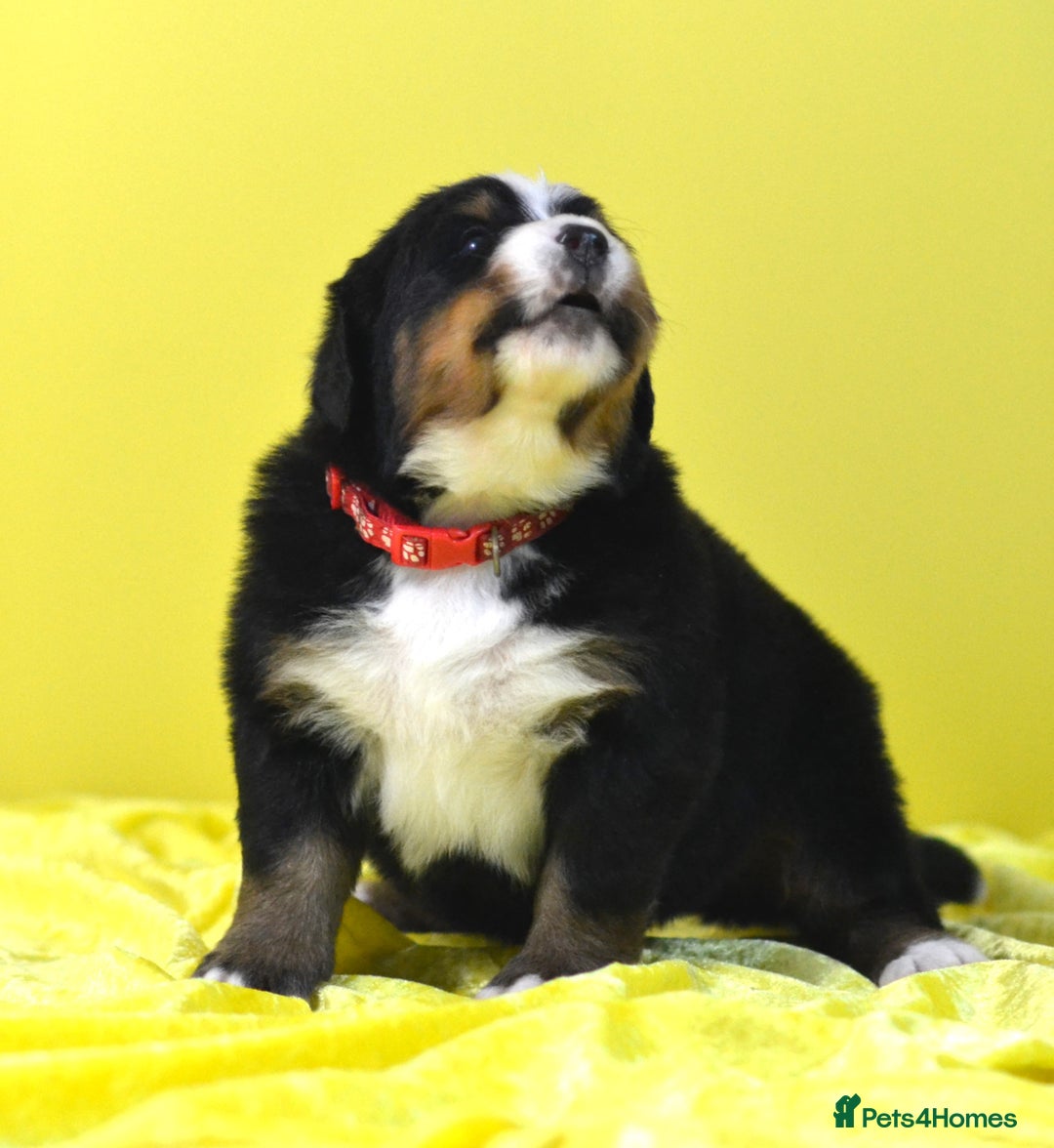 Bernese Mountain Dog dogs for sale: KC REGISTERED LITTER OF BERNESE MOUNTAIN DOG PUPS - Advert 17