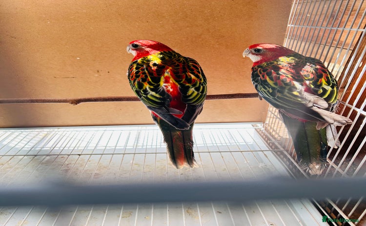 Parakeets birds - Advert 4