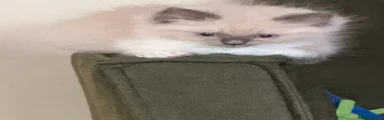 Ragdoll 1