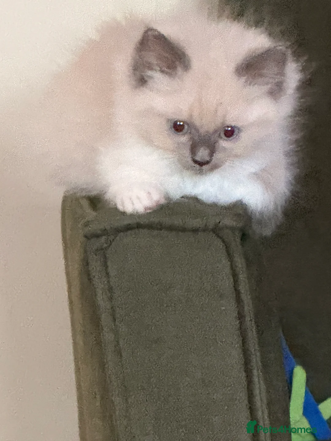 Ragdoll cats for sale: Stunning ragdoll kittens READY NOW - Advert 24