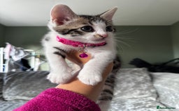 British Shorthair cats for sale: ✨🍑 PEACH & PISTACHIO 💚✨ - Image 2