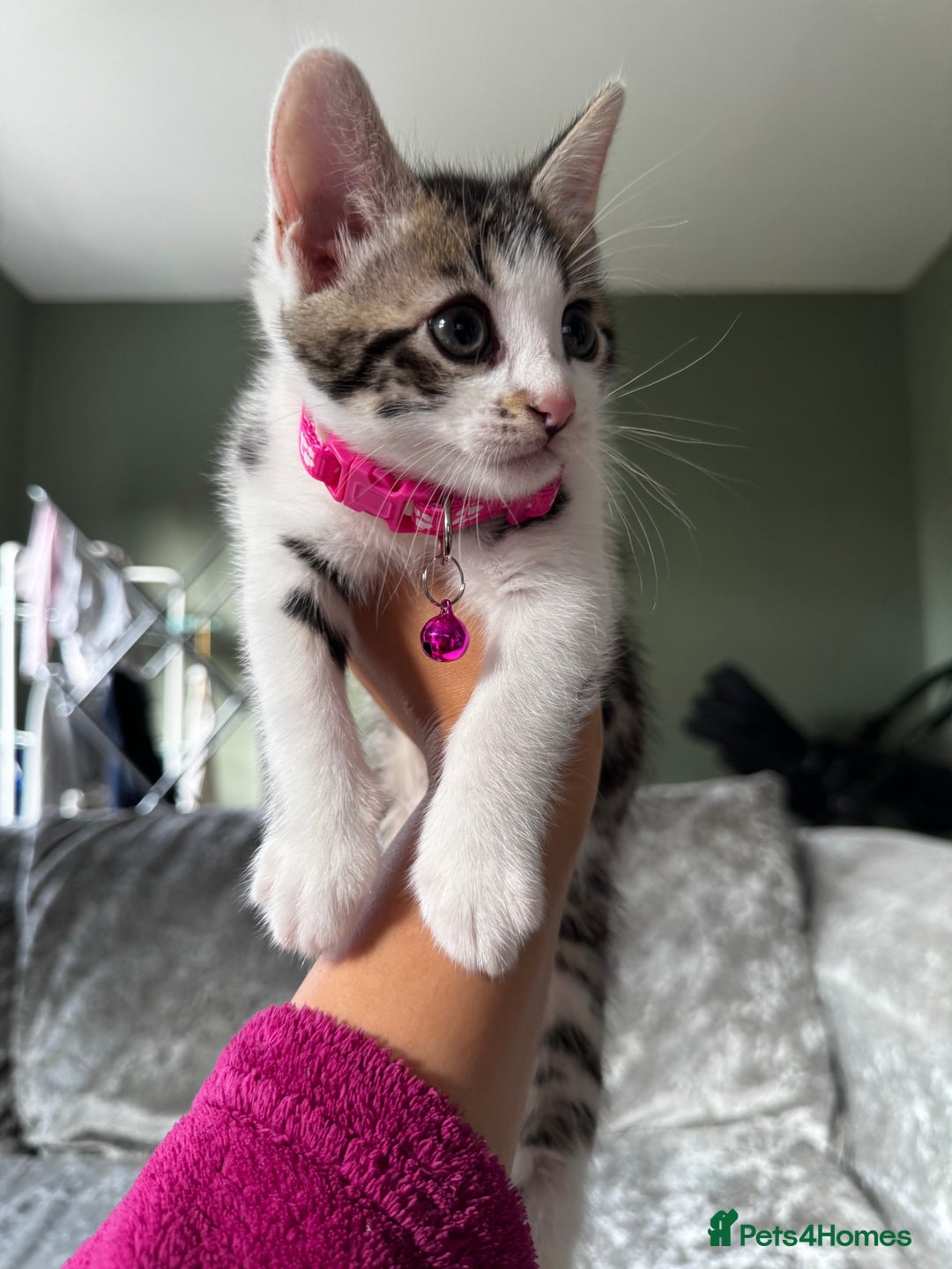 British Shorthair cats for sale: ✨🍑 PEACH & PISTACHIO 💚✨ - Image 2