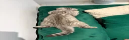 Scottish Fold cats for sale: Adorable Scottish fold kittens for sale🐾 - Advert 3