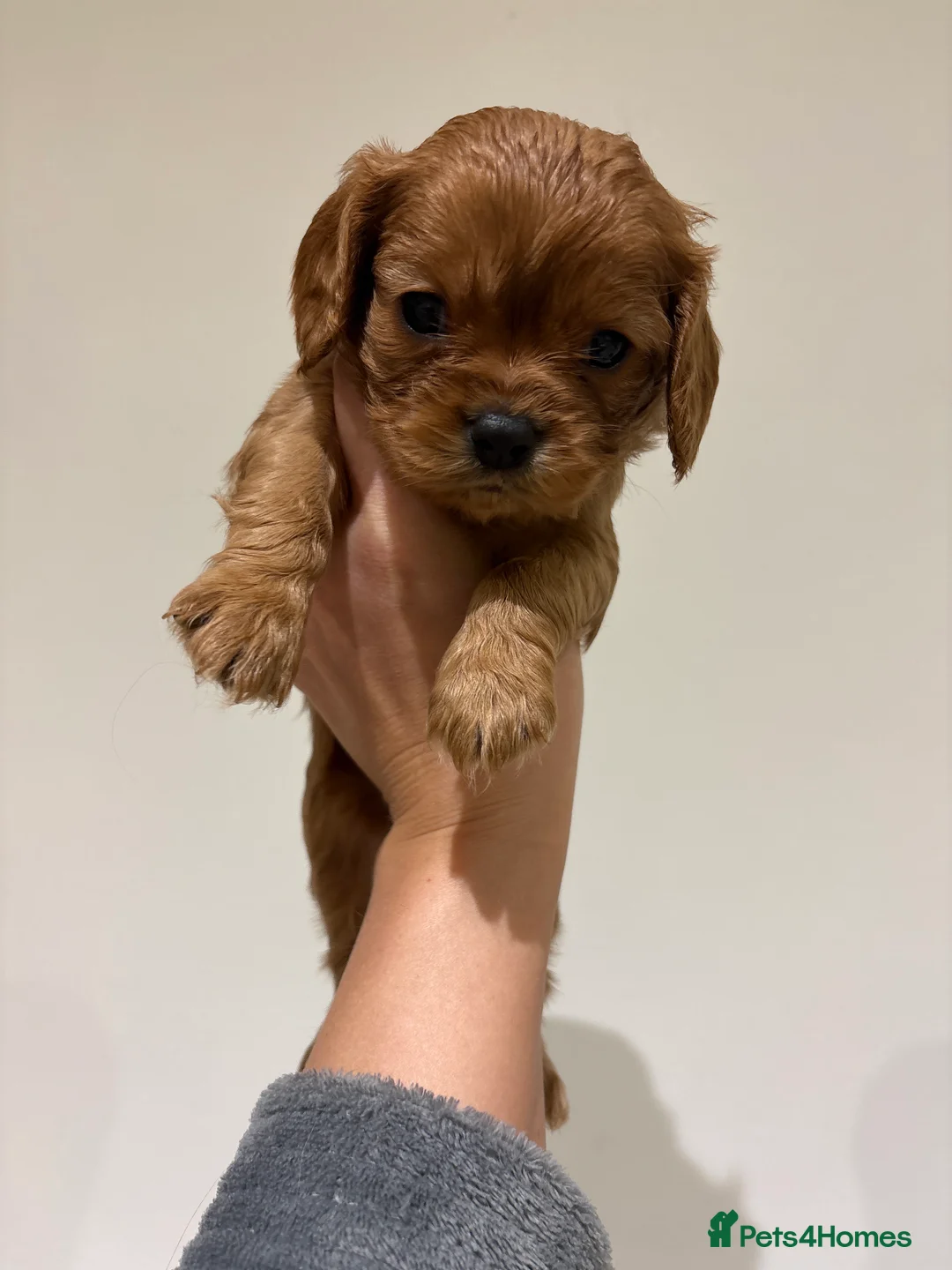 Cavalier King Charles Spaniel dogs for sale: King Charles Cavalier Spaniel - Advert 2