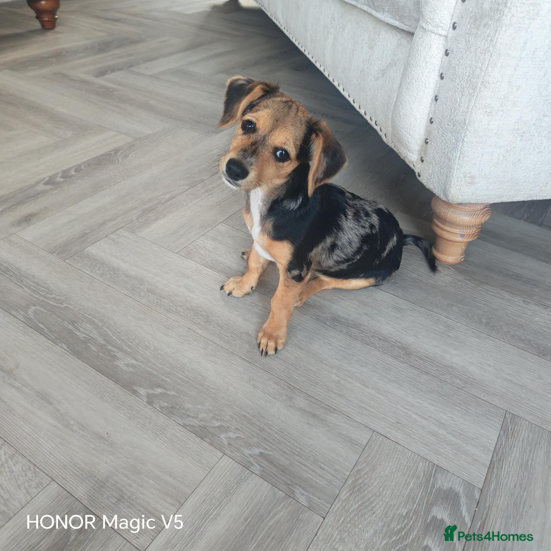 Jackshund dogs Beautiful Dottie looking for a forever home. - Advert 1