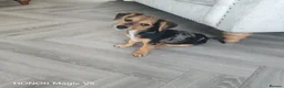 Jackshund dogs for sale: Beautiful Dottie looking for a forever home. - Advert 1