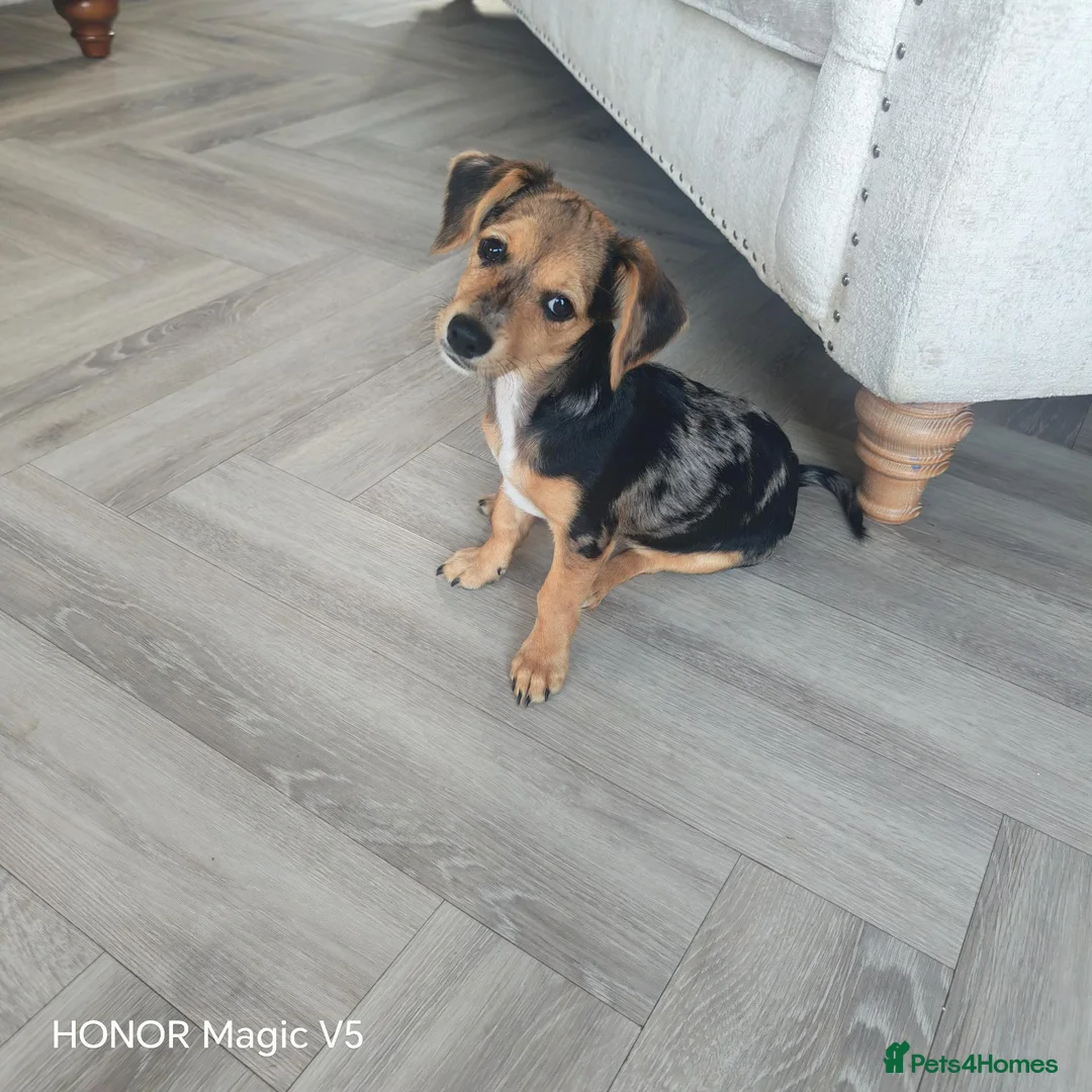 Jackshund dogs for sale: Beautiful Dottie looking for a forever home. - Advert 1