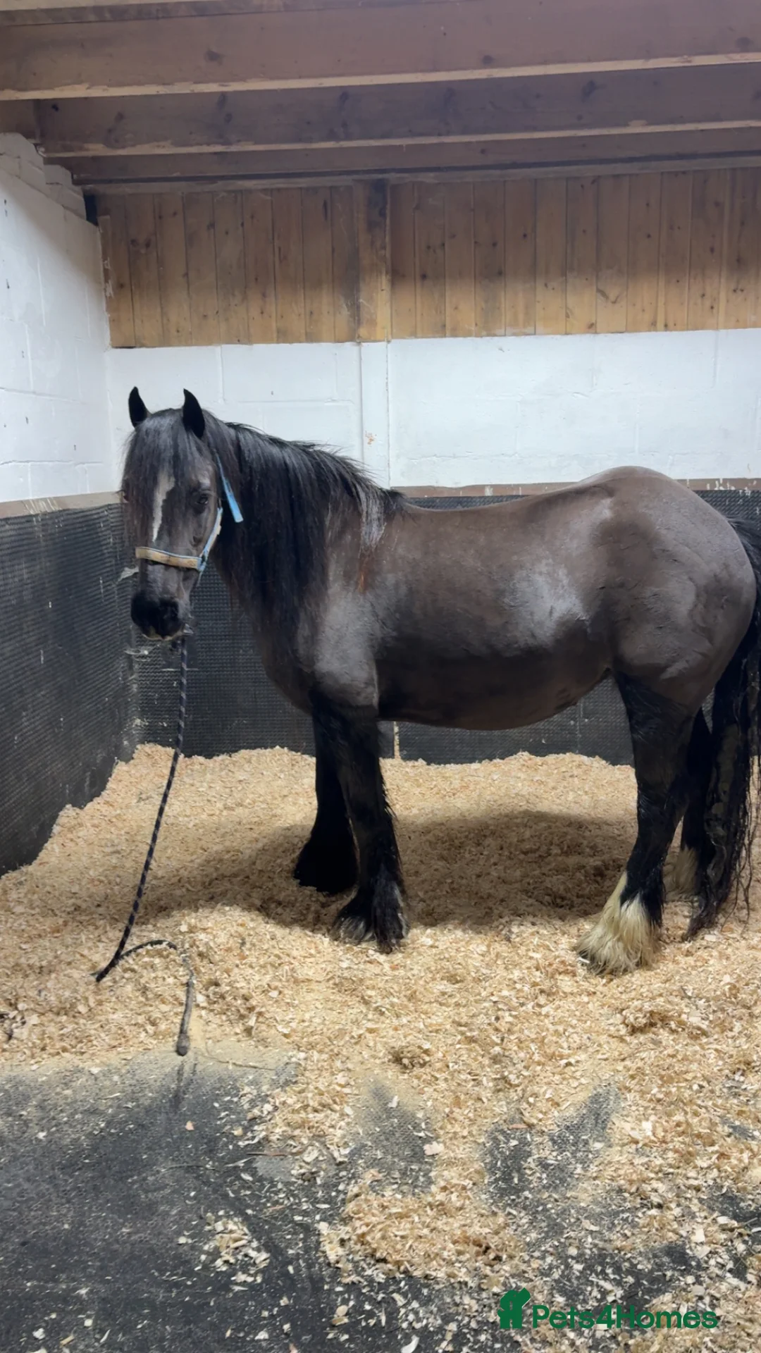 Irish Cob horses for sale: Real life black beauty. - Advert 2