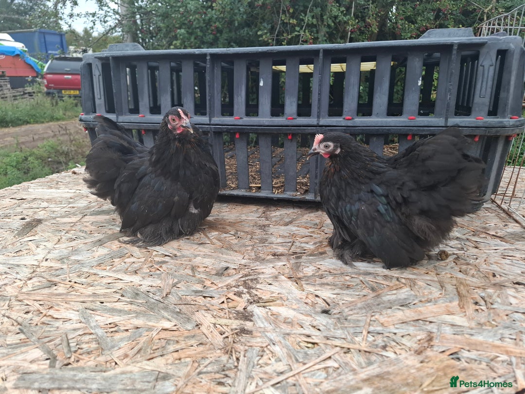 Chickens poultry for sale: Pekin bantom pullets and males  - Advert 2