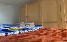 Brazilian Shorthair cats for sale: BritishShorthair Friendly Male Cat Romeo - Image 10