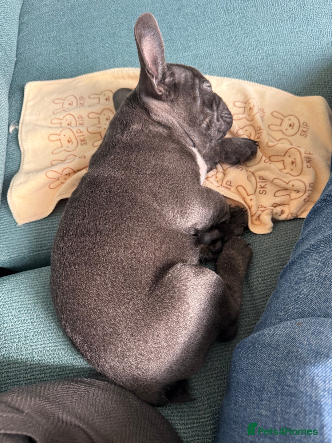 French Bulldog dogs for sale: Beautiful French Bulldog for sale  - Advert 10