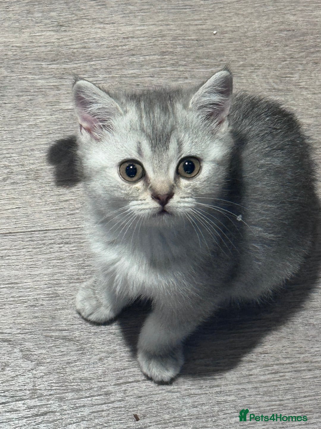 British Shorthair cats for sale: Reduced price! 1 BSH pedigree ready to leave now - Image 15