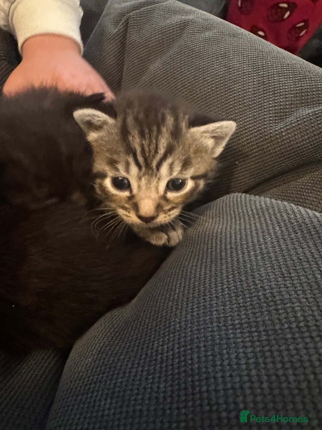 British Shorthair cats for sale: Kittens  - Advert 7