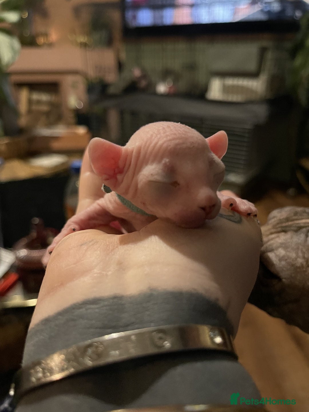 Sphynx cats for sale: Elf albino sphynx male kittens  - Advert 4