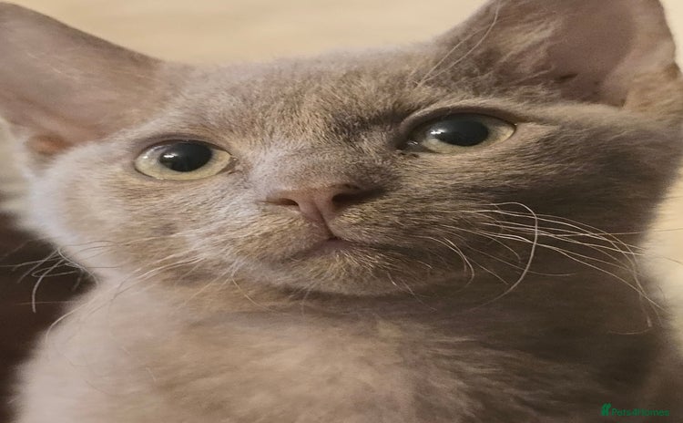 Mixed Breed cats - Advert 4