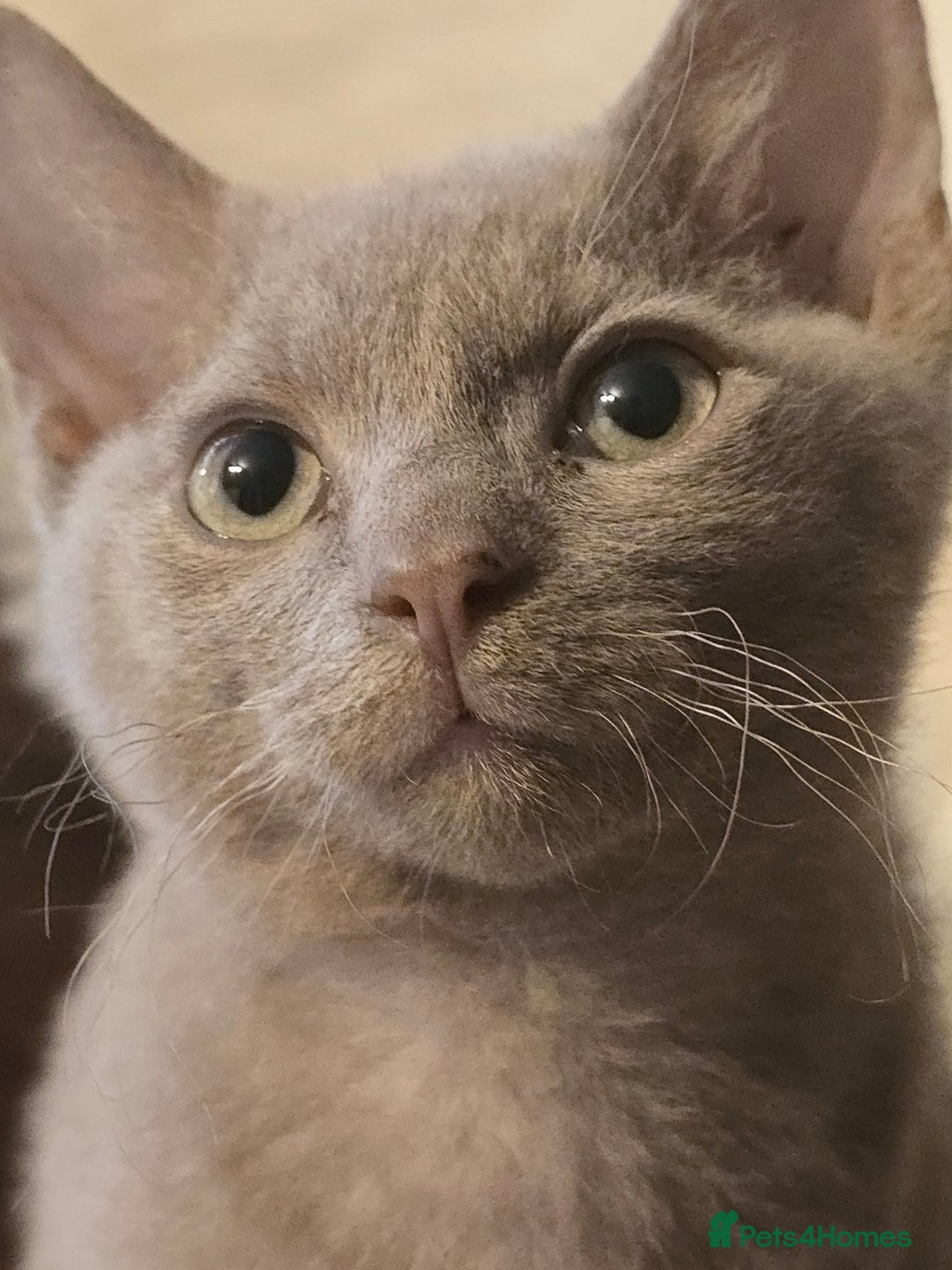 Mixed Breed cats for sale: Perfect boy - Image 1