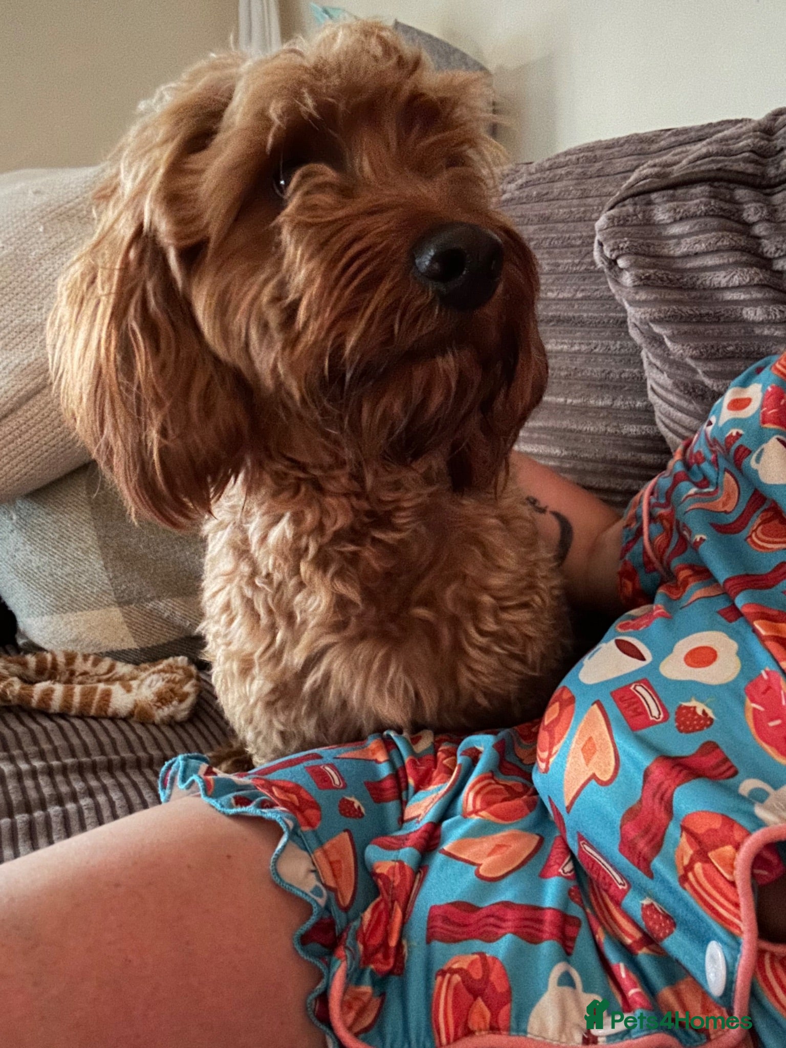 Cockapoo dogs Cockerpoo - Advert 1