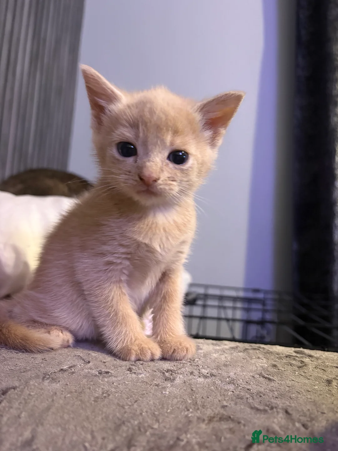 Mixed Breed cats for sale: Kitten’s For Sale - Advert 3