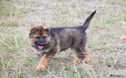 German Shepherd dogs for sale: Adorable big German Shepherd pups - Image 9