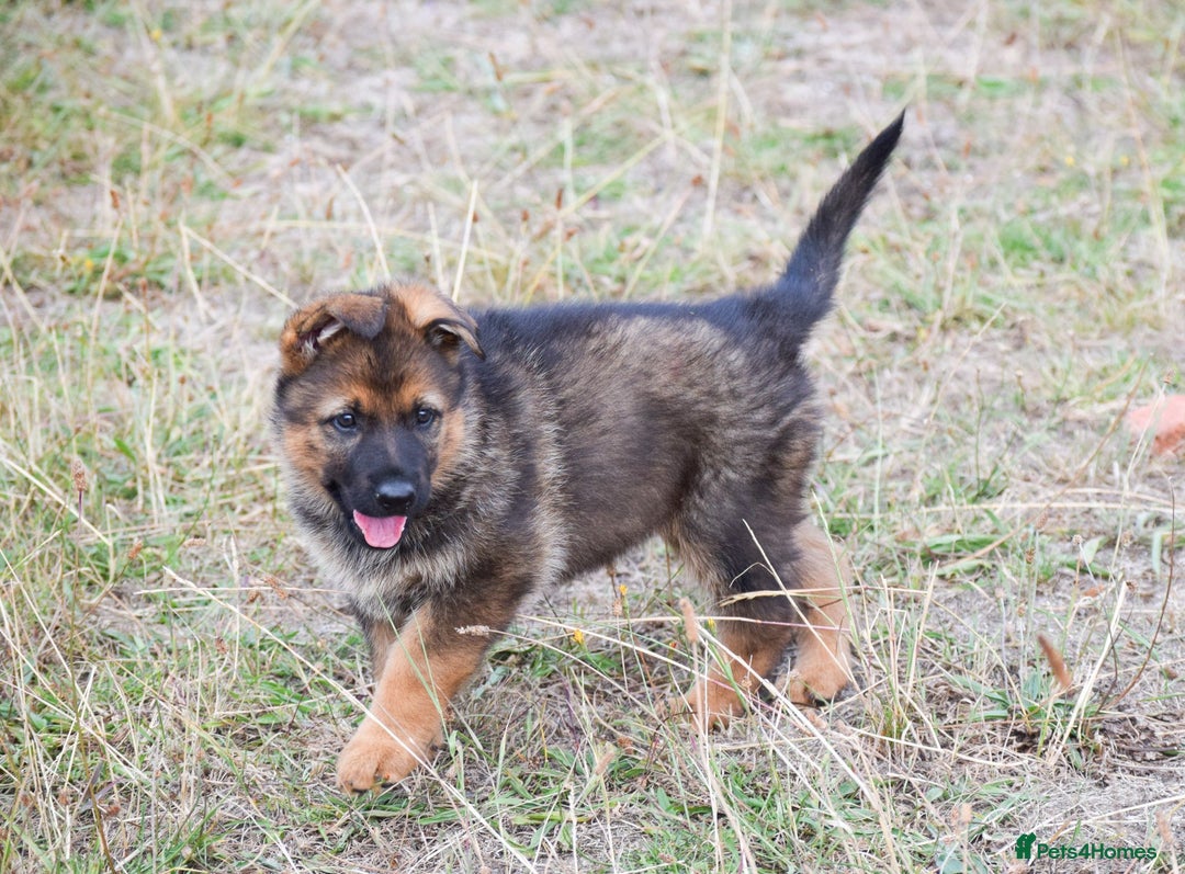 German Shepherd dogs for sale: Adorable big German Shepherd pups - Image 9