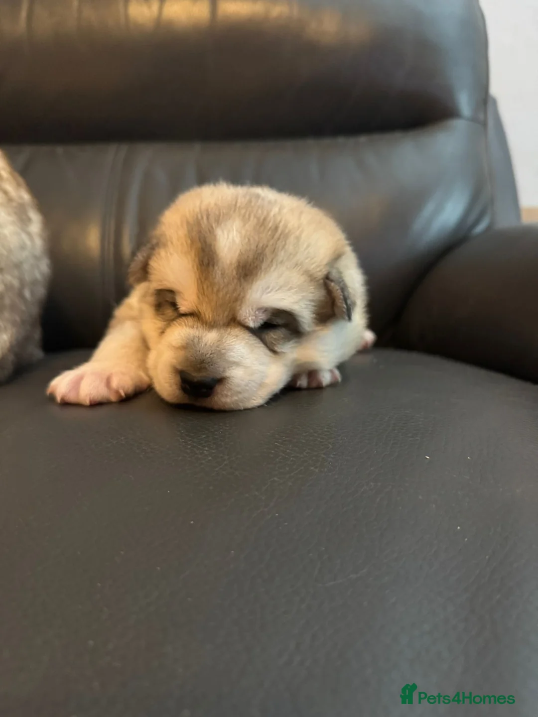 Siberian Husky dogs for sale: 2 male Siberian Husky pups for sale - Advert 7