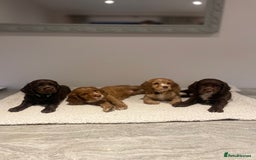 Cocker Spaniel dogs for sale: Working Cocker Spaniels  - Image 1