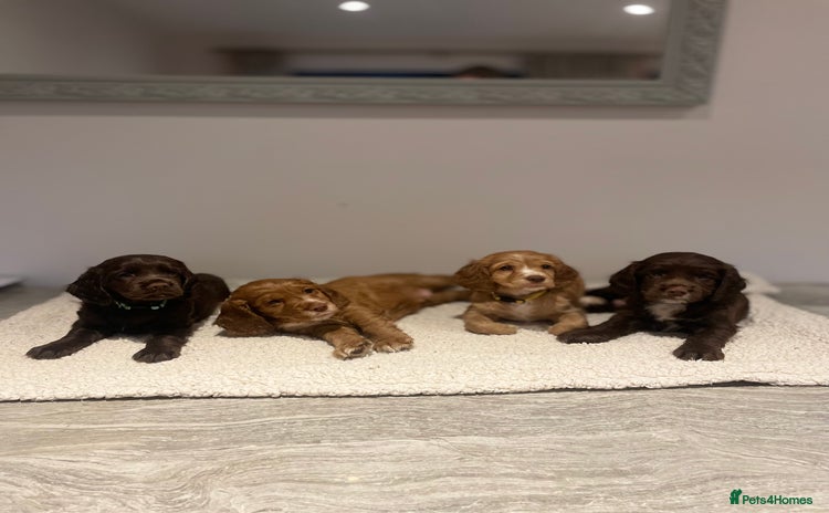 Cocker Spaniel dogs - Advert 4