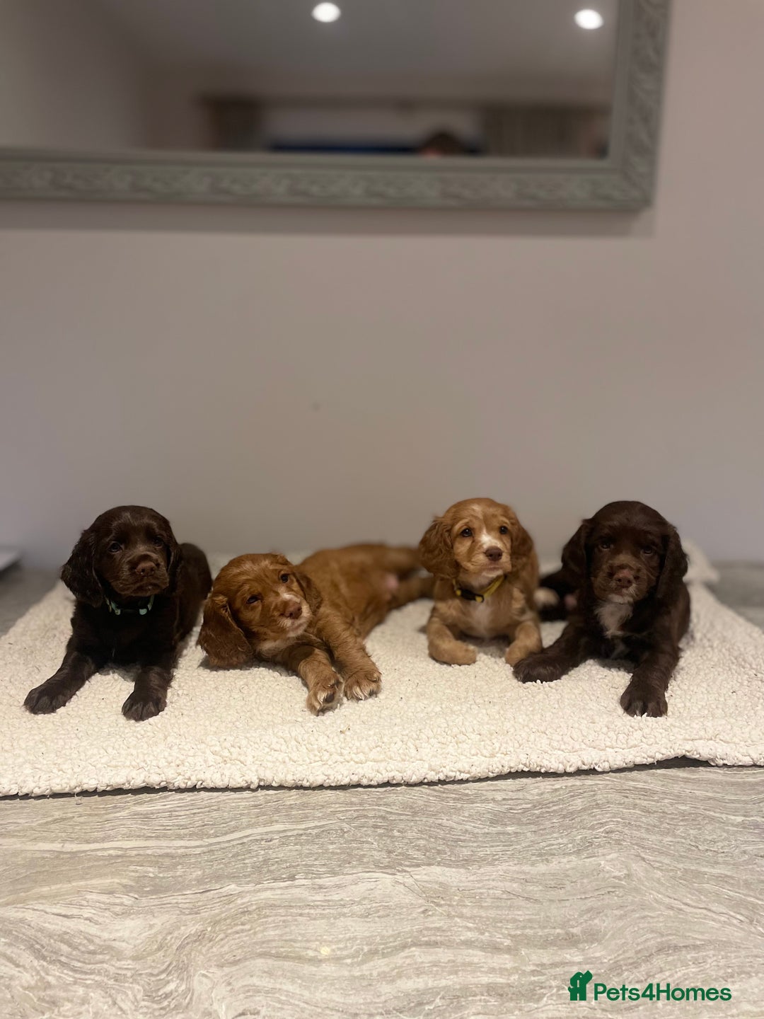 Cocker Spaniel dogs for sale: Working Cocker Spaniels  - Image 1