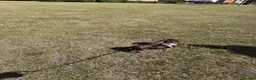 Miniature Dachshund dogs for sale: Beautiful coco needs a new home - Advert 3