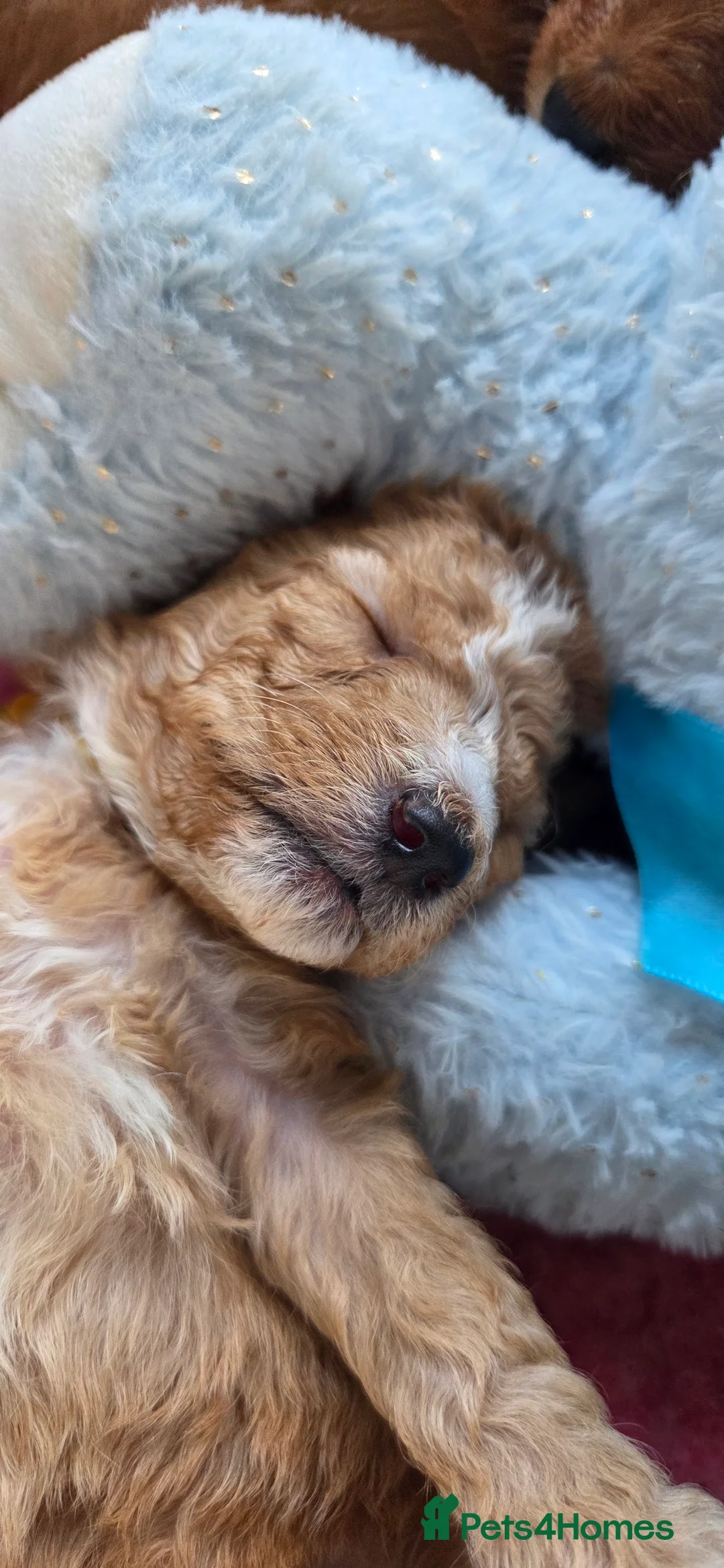 Australian Labradoodle dogs for sale: Therapy Dog Breeder - Advert 5