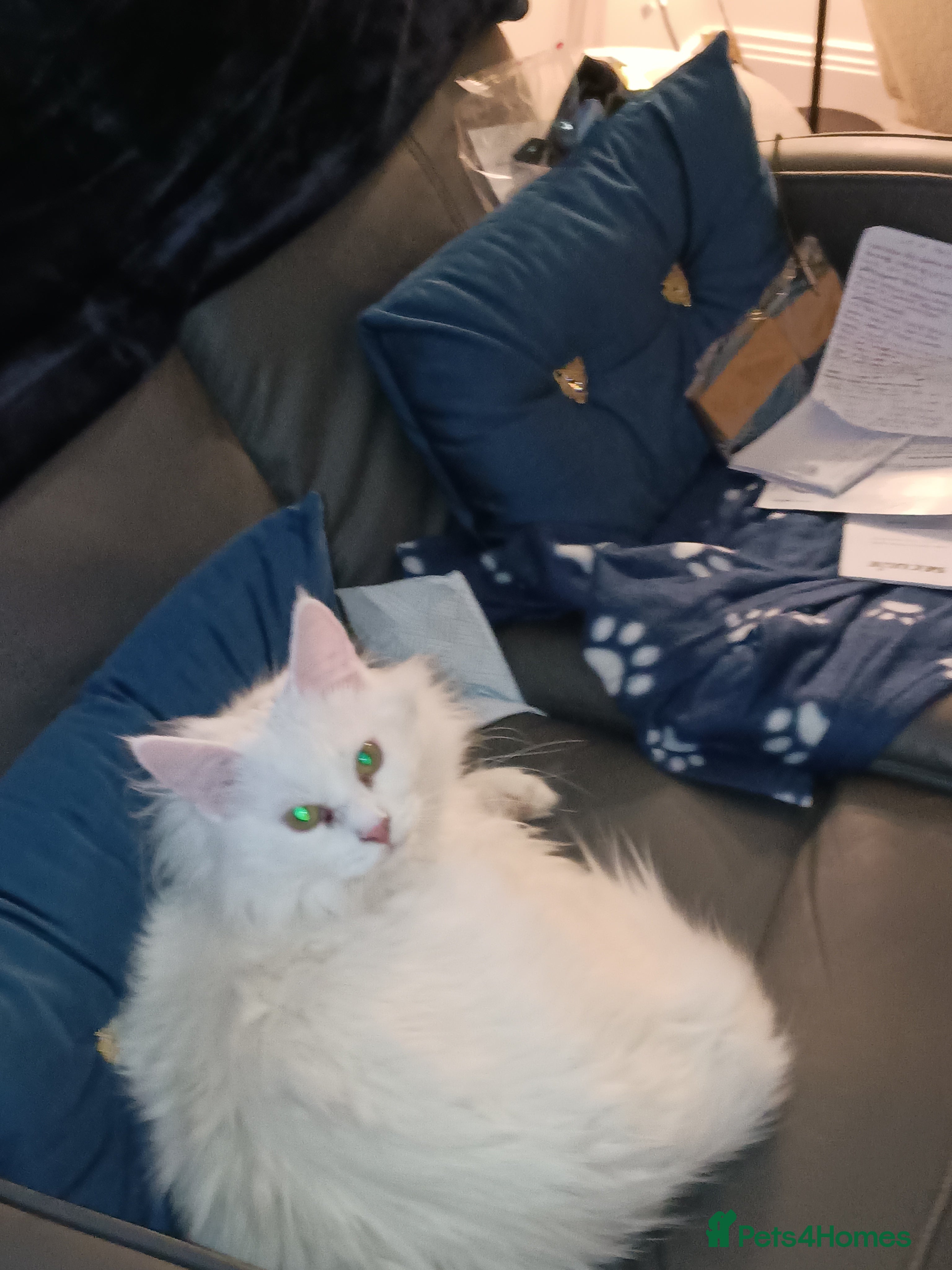 Maine Coon cats Beautiful Maine coon - Advert 3