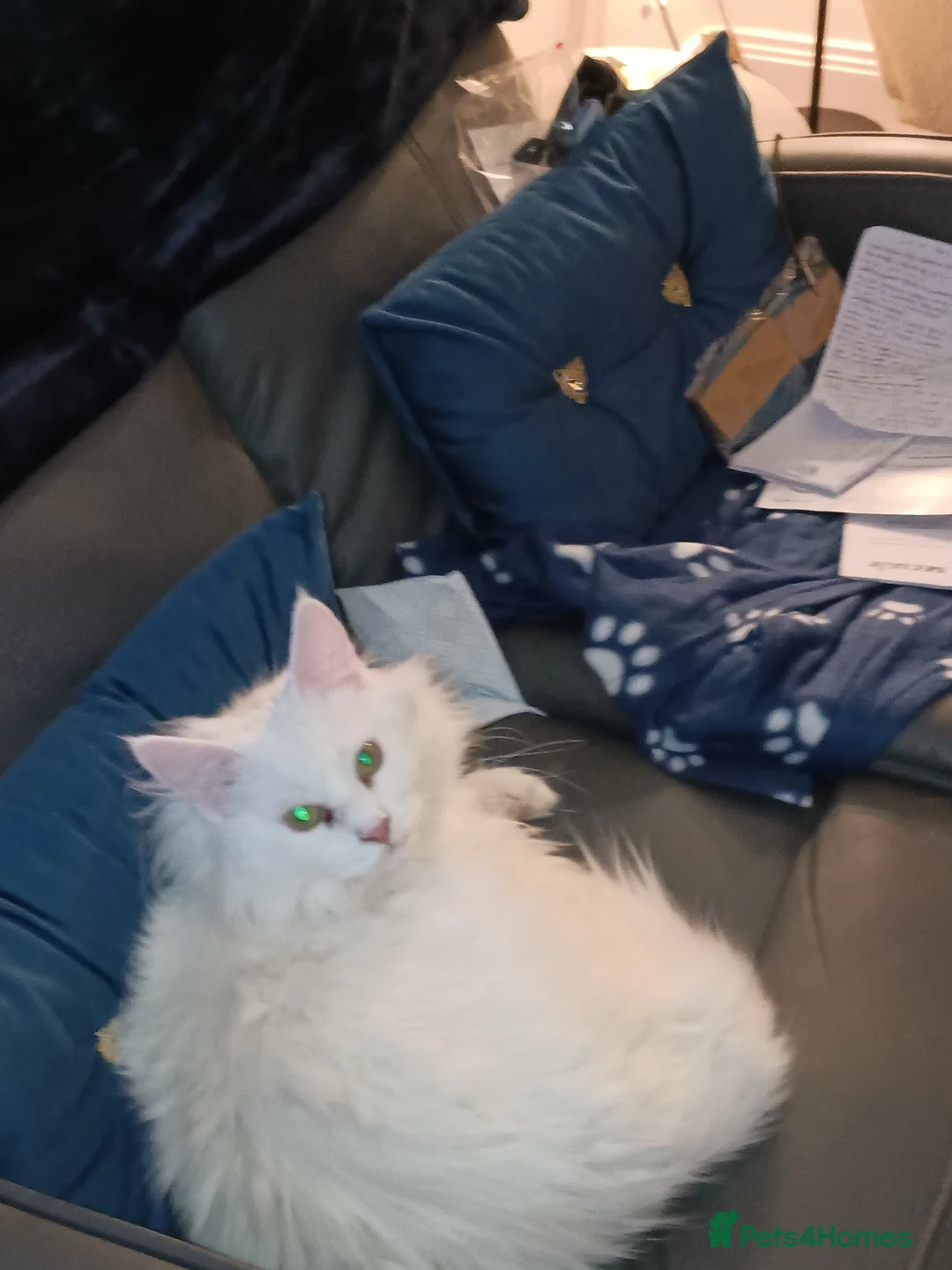 Maine Coon cats for sale: Beautiful Maine coon - Advert 1