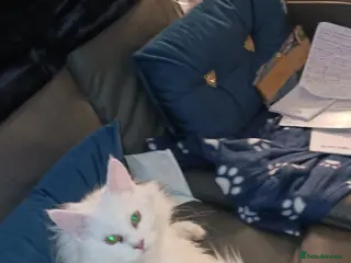 Maine Coon cats Beautiful Maine coon - Advert 3