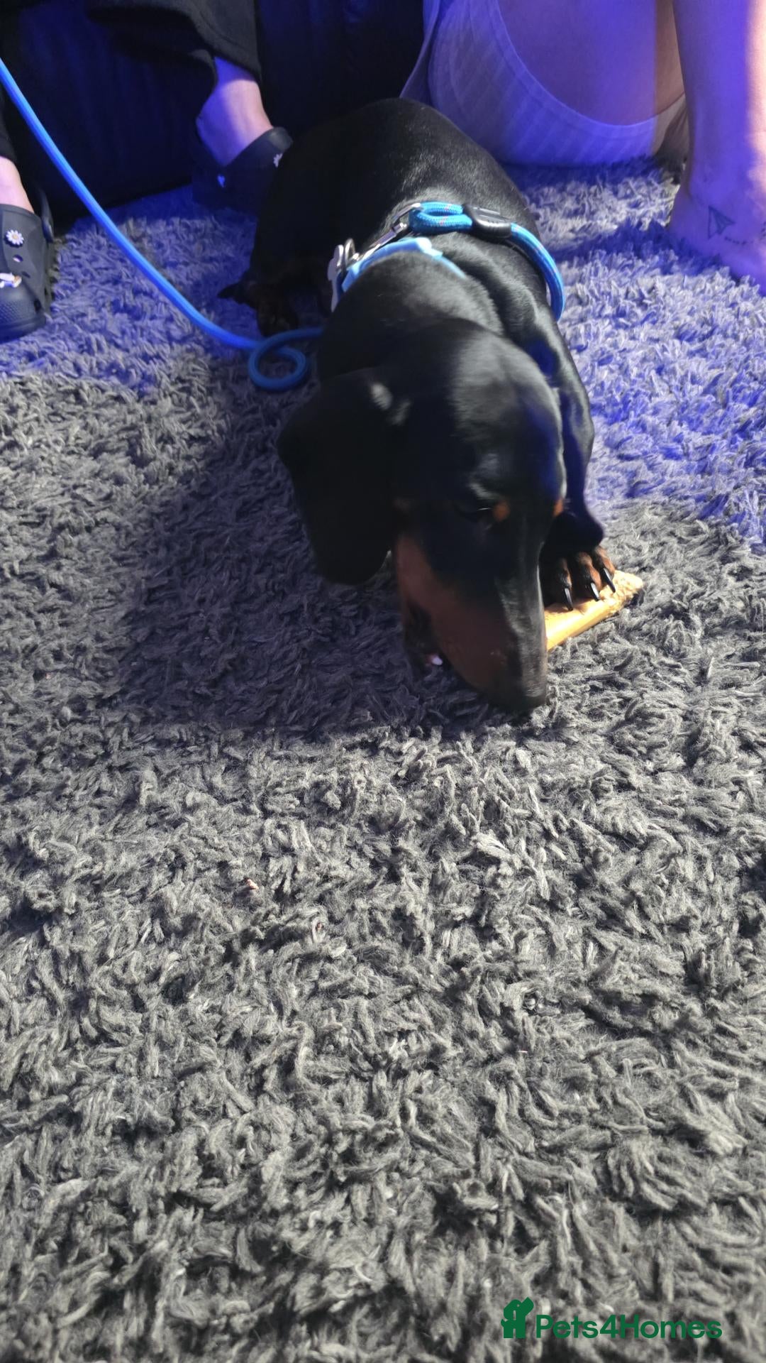 Dachshund dogs Dog for rehome - Advert 6