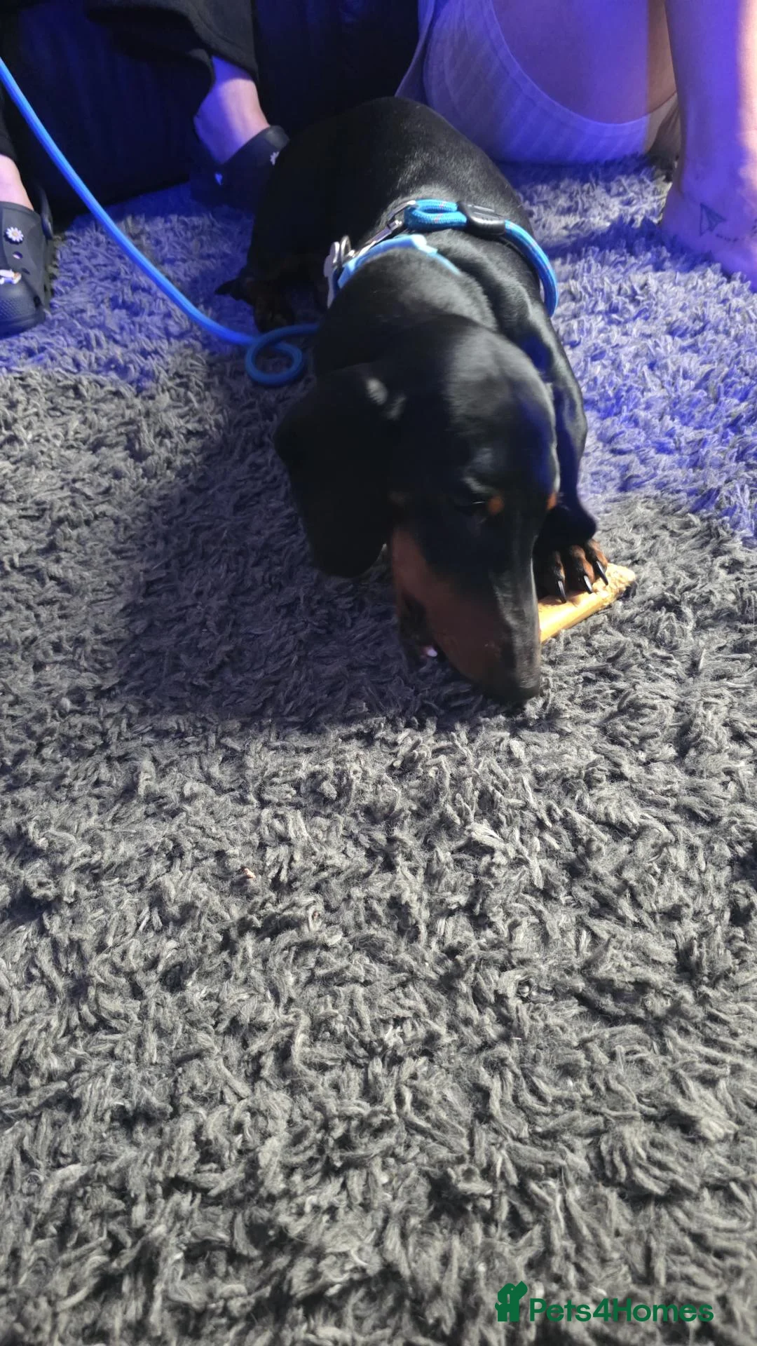 Dachshund dogs for sale: Dog for rehome - Advert 1