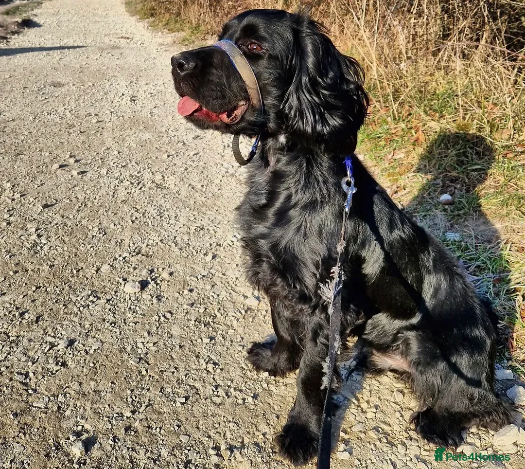 Cocker Spaniel dogs for sale: 4 year old male cocker spaniel for re home  - Advert 4