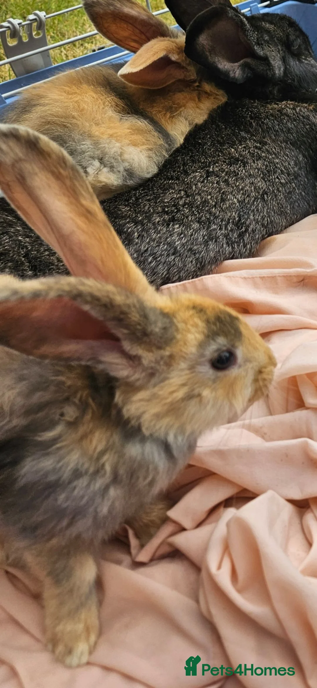 Continental Giant rabbits for sale: Continental giant baby girls x2 - Advert 1