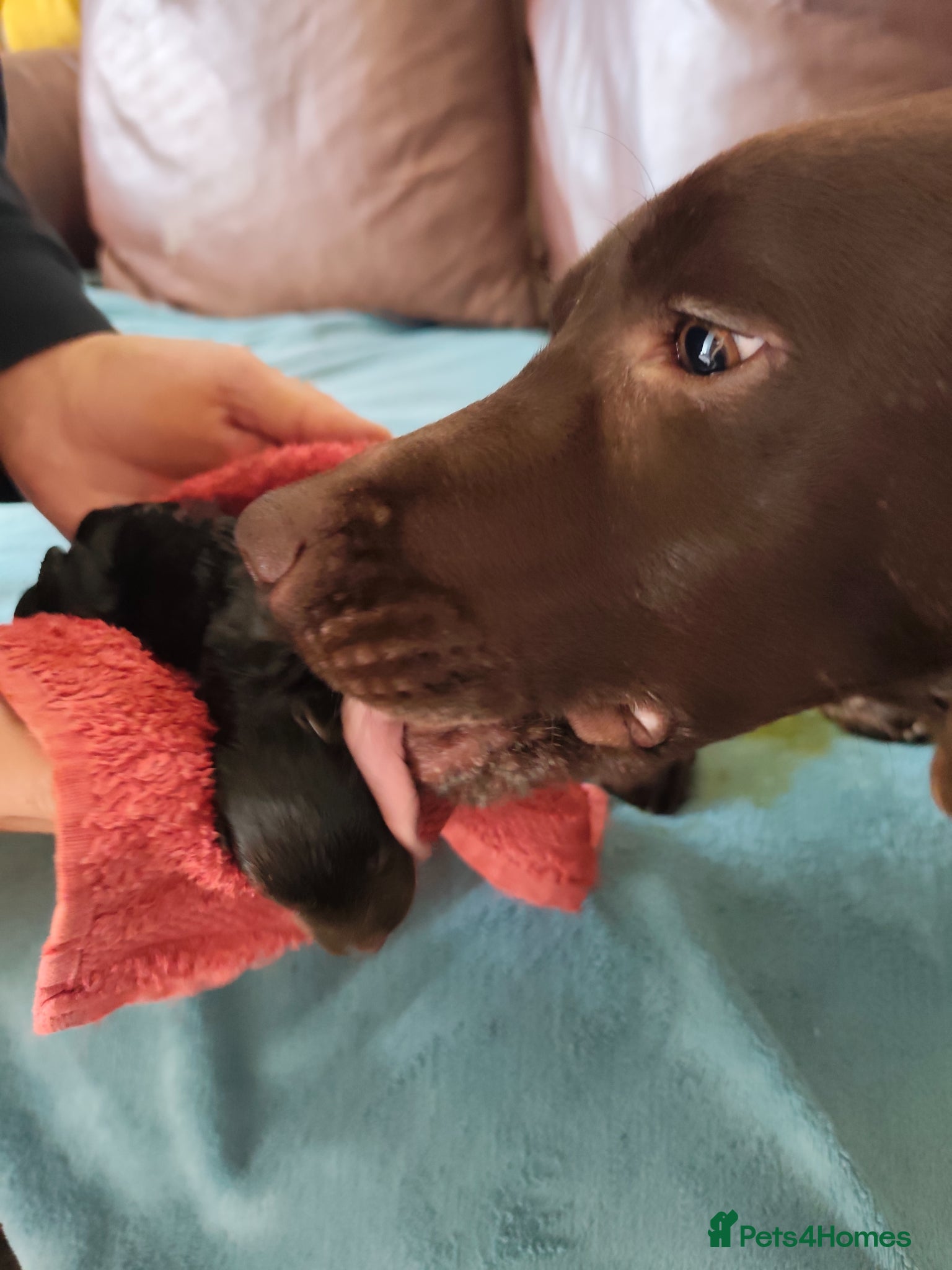 Labradoodle dogs Chocolate Labradoodle Exceptional breeding lines - Advert 2