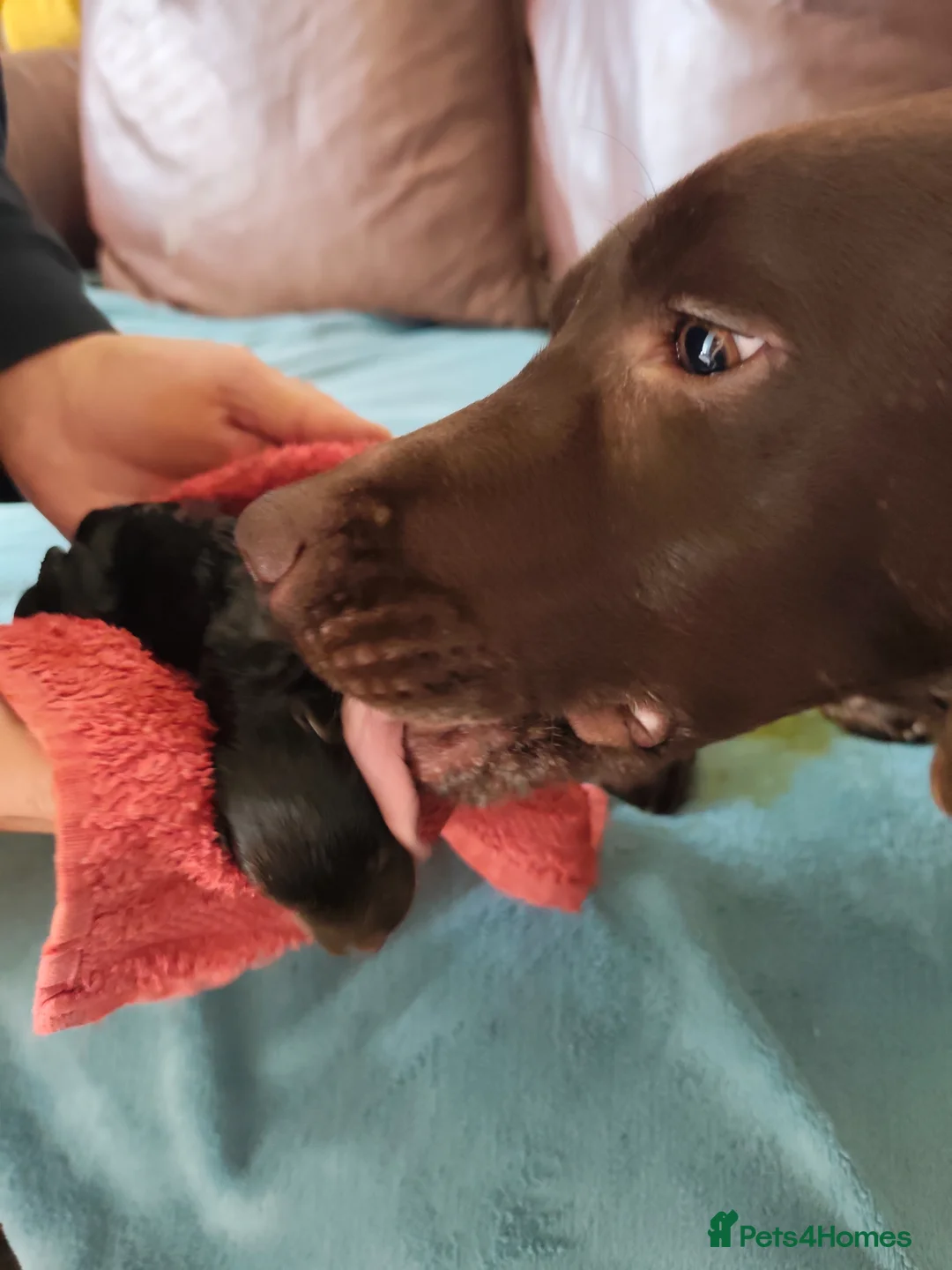 Labradoodle dogs for sale: Chocolate Labradoodle Exceptional breeding lines - Advert 2