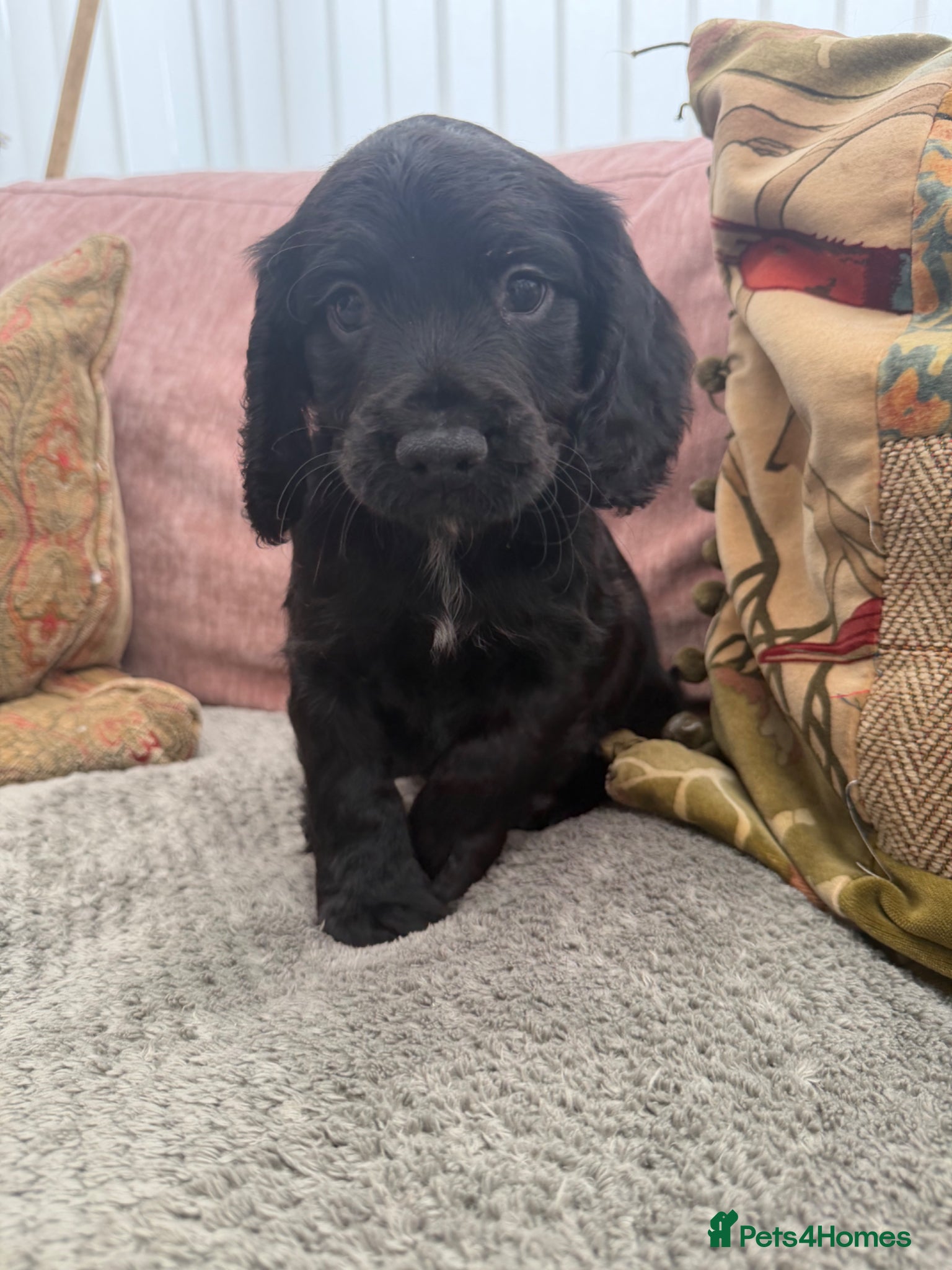 Cocker Spaniel dogs for sale: READY TO GO NOW.  - Advert 3